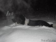 Превью фото № 199327