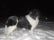 Превью фото № 199328