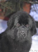 Превью фото № 199373