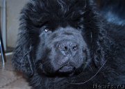 Превью фото № 199374