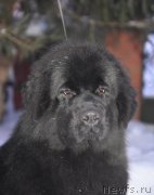 Превью фото № 199376