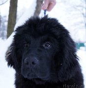 Превью фото № 199382