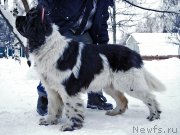 Превью фото № 199383