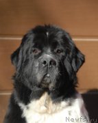 Превью фото № 199436