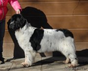 Превью фото № 199439