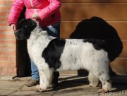 Превью фото № 199440