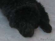 Превью фото № 199456