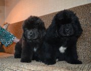 Превью фото № 199462