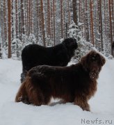 Превью фото № 199480