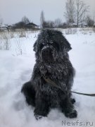 Превью фото № 199497