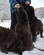 Превью фото № 199509