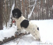 Превью фото № 199537