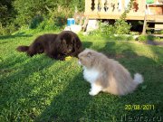 Превью фото № 199551