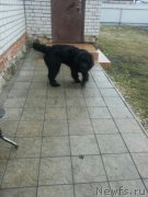 Превью фото № 199559