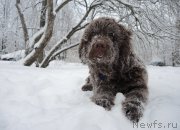 Превью фото № 199610