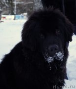 Превью фото № 199691