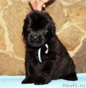 Превью фото № 199718