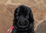 Превью фото № 199724