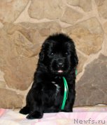 Превью фото № 199735