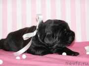 Превью фото № 199781