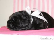 Превью фото № 199785