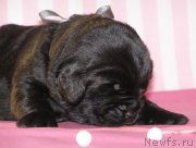 Превью фото № 199786