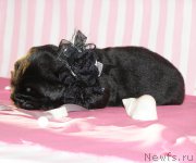 Превью фото № 199789