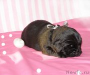 Превью фото № 199791