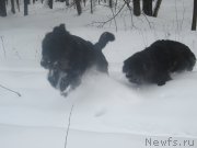 Превью фото № 199809