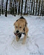 Превью фото № 199813