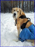 Превью фото № 199816