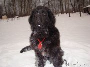 Превью фото № 199845