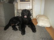 Превью фото № 199847