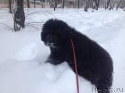 Превью фото № 199879