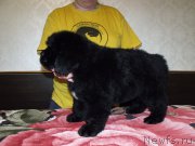 Превью фото № 199903