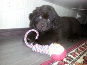 Превью фото № 199938