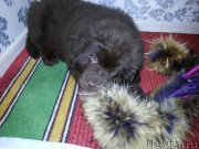 Превью фото № 199939