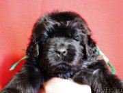 Превью фото № 199972