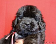 Превью фото № 199973