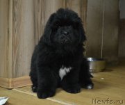 Превью фото № 200002