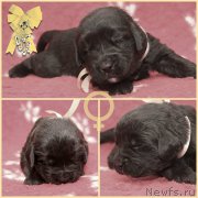 Превью фото № 200016