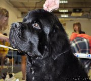 Превью фото № 200052