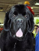 Превью фото № 200053