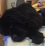 Превью фото № 200064