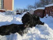 Превью фото № 200160