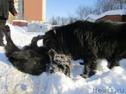 Превью фото № 200161