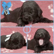 Превью фото № 200196