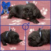 Превью фото № 200203