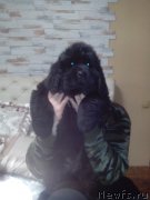 Превью фото № 200228