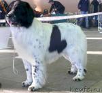 Превью фото № 20031